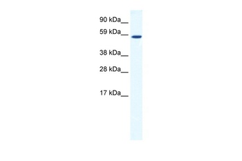 TAF1B Antibody