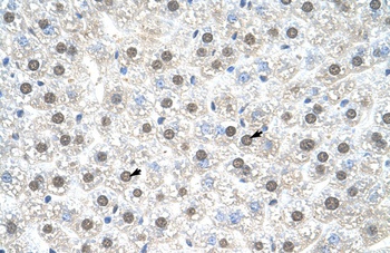 NR1I3 Antibody