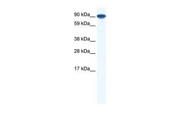 ZFY1 Antibody