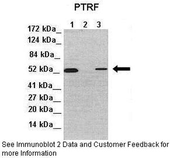 PTRF Antibody