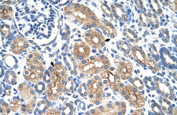 SNAPC2 Antibody