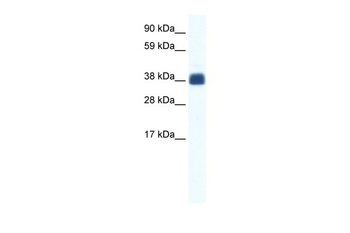 CX36 Antibody
