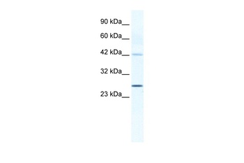 GJB4 Antibody