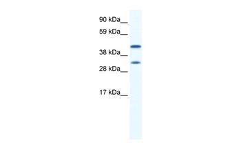 GJA1 Antibody