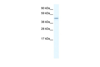 TMEM108 Antibody