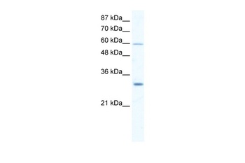 DDX31 Antibody