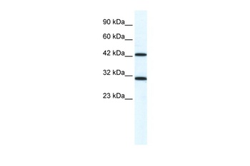 DDX39A Antibody