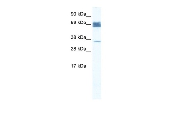 ZNF713 Antibody