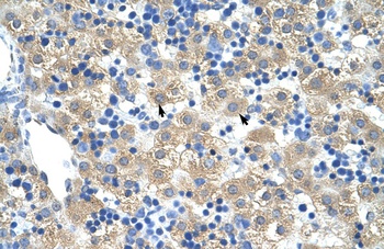 FERD3L Antibody