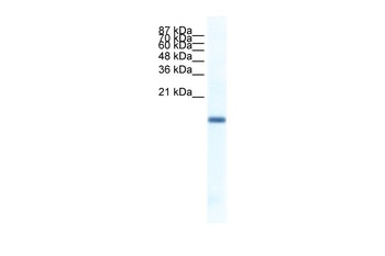 FERD3L Antibody