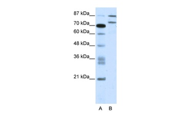 ZNF709 Antibody
