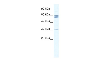 ZNF491 Antibody