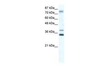 ZNF570 Antibody
