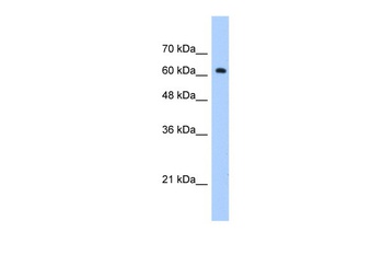 ZNF675 Antibody