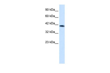 ZNF670 Antibody