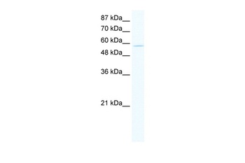 ZNF559 Antibody