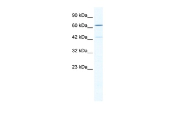 ZNF419 Antibody