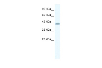 ZNF529 Antibody