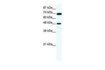 ZNF446 Antibody