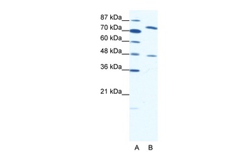 ZNF225 Antibody