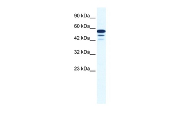 ZNF230 Antibody