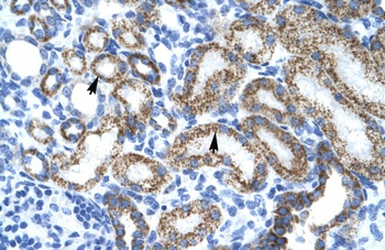 MYCL Antibody