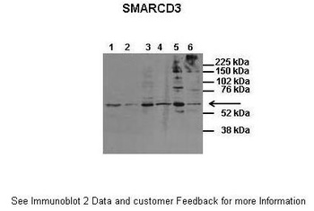 SMARCD3 Antibody