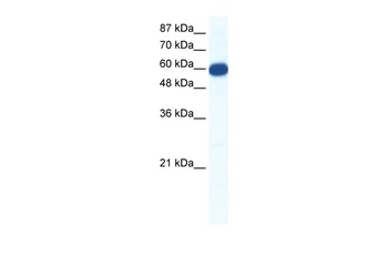 SLC18A1 Antibody