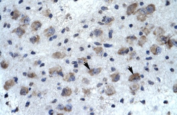 KCNH5 Antibody