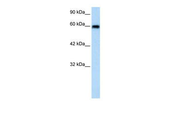VMD2L2 Antibody