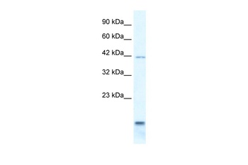 P2RXL1 Antibody