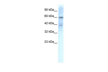 KCND3 Antibody