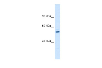 KCNAB1 Antibody