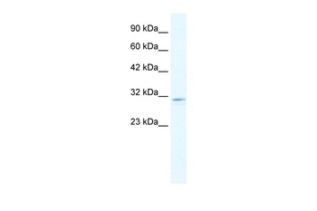 CLIon Channel2 Antibody