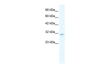 CLIC2 Antibody