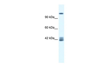 GRIN2C Antibody