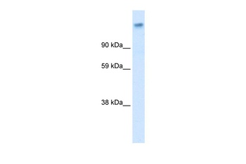 CACNA2D1 Antibody