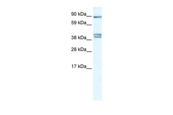 CLCNKB Antibody