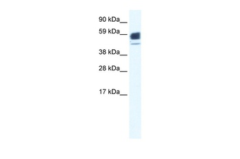 CHRNA1 Antibody