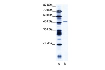 ZNF627 Antibody