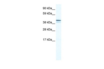 ZNF627 Antibody