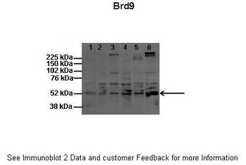 BRD9 Antibody