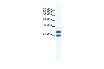 TRIM34 Antibody