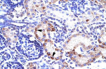 RIMS3 Antibody