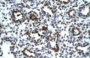 PRR7 Antibody