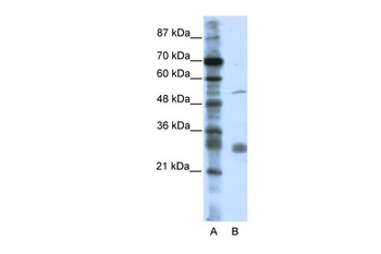 LRRC14 Antibody