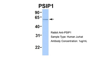 PSIP1 Antibody