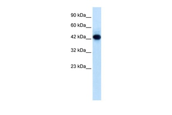 RNF135 Antibody