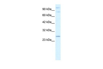 PCGF3 Antibody