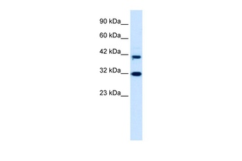 DPF1 Antibody